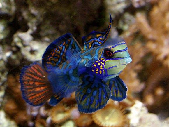 سمكة الماندرين الزرقاء (Blue Mandarin Fish)