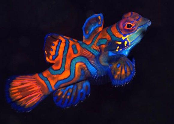 سمكة الماندرين الزرقاء (Blue Mandarin Fish)