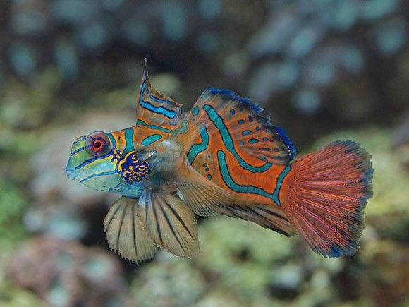 سمكة الماندرين الخضراء (Green Mandarin Fish)