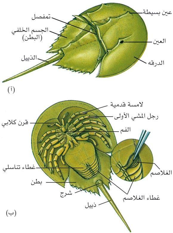 سرطان حدوة الحصان 