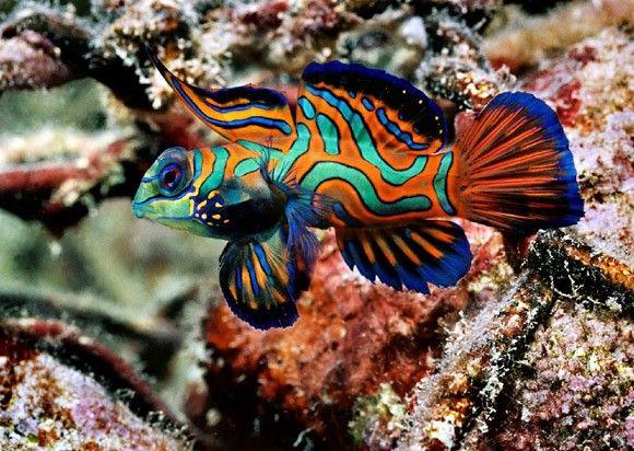 سمكة الماندرين الخضراء (Green Mandarin Fish)