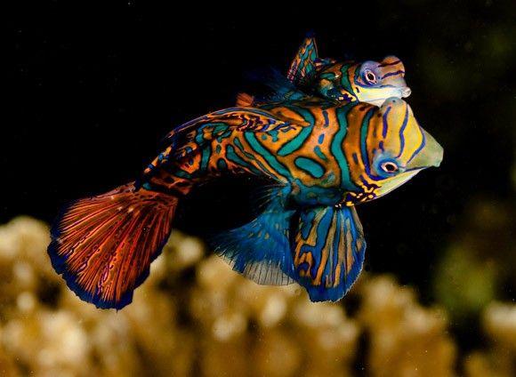 سمكة الماندرين الخضراء (Green Mandarin Fish)