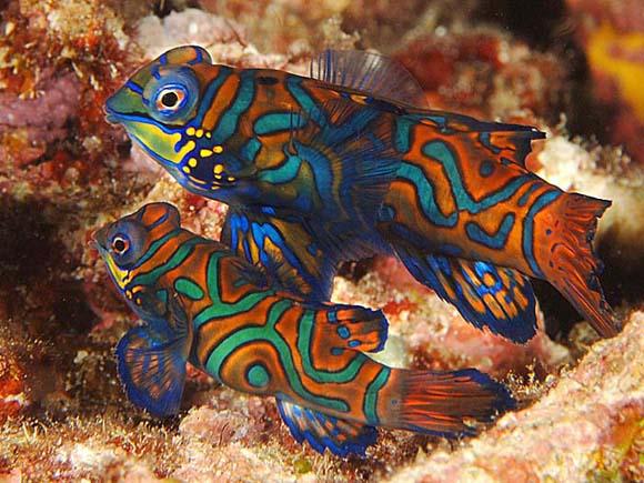 سمكة الماندرين الخضراء (Green Mandarin Fish)