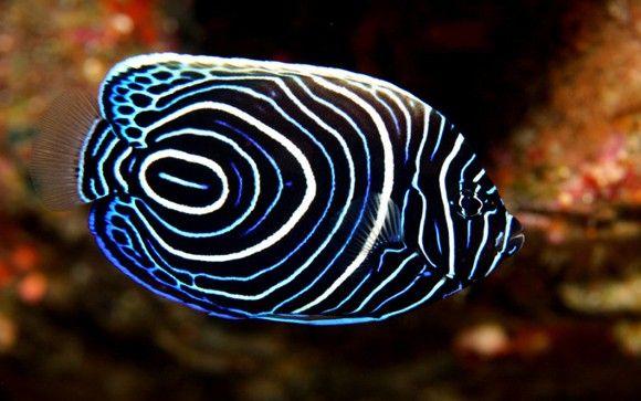 سمكة أنجيل الإمبراطورية (Juvenile Emperor Angel Fish)