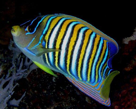 سمكة أنجل العصفورية (Regal Angel fish)