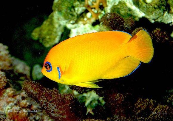 (Lemonpeel Angel fish)