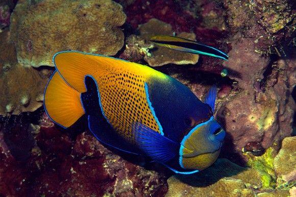 (Blue Girdled Angel fish)