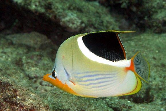 (Saddleback Butterfly Fish)