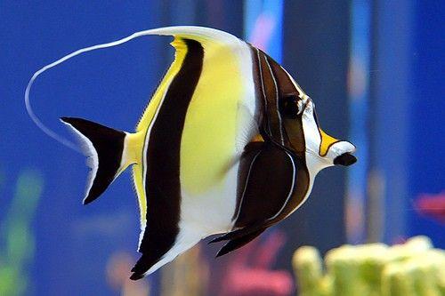 سمكة الشراع (Moorish Idol)