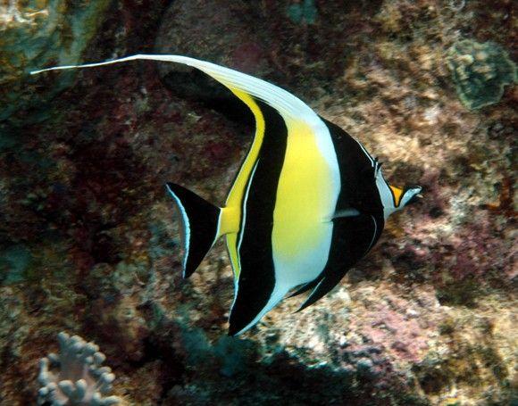 سمكة الشراع (Moorish Idol)