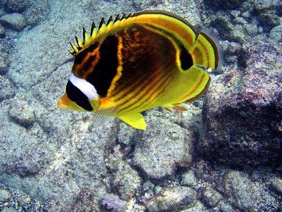 سمكة الراكون (Racoon Butterfly Fish)