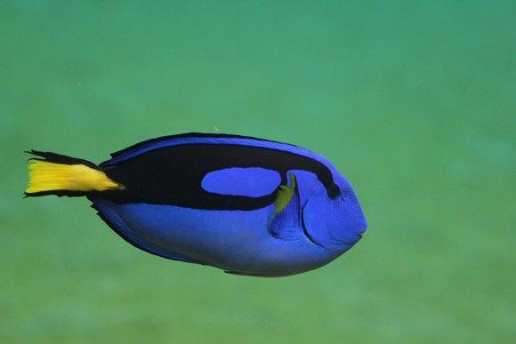 سمكة التانج الزرقاء (Blue tang)