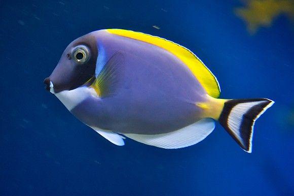 (Powder Blue Tang)