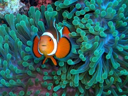 (Ocellaris Clownfish)