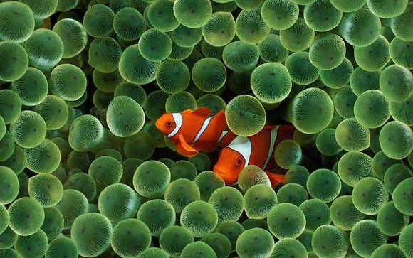 (Gold Band Maroon Clownfish)