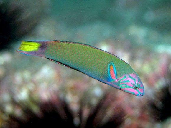 (Lyretail Wrasse)