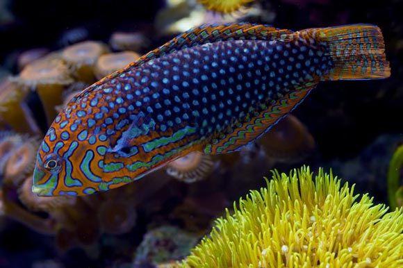 (Ornate Leopard Wrasse)