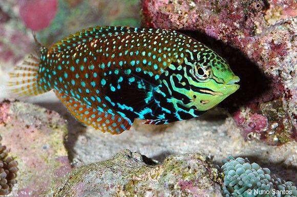 (Divided Leopard Wrasse)