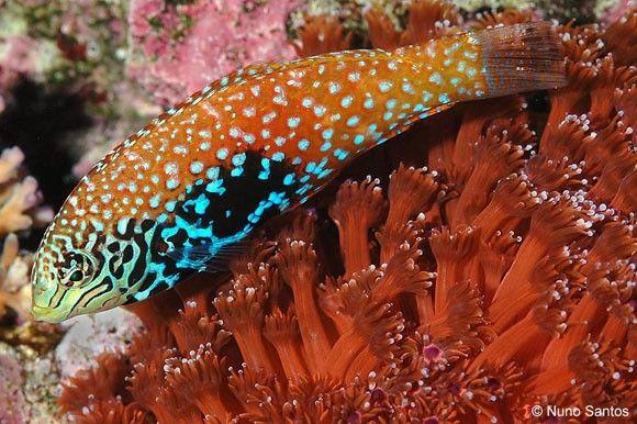 (Divided Leopard Wrasse)