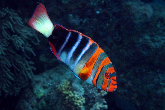 (Harlequin Tuskfish)