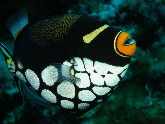 (Clown Trigger Fish)