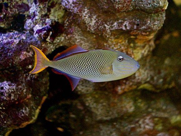 (Crosshatch Trigger Fish)