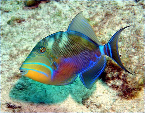 (Queen Triggerfish)