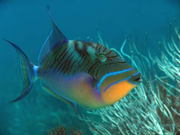 (Queen Triggerfish)