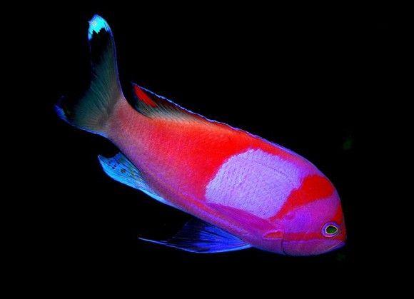 (Squareback Anthias)