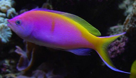 (Bartletts Anthias)