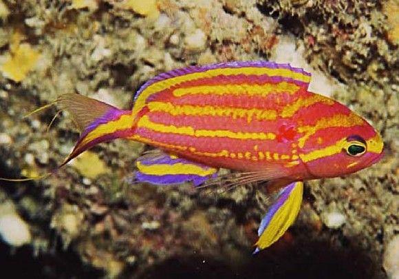 (Yellow lined Japanese Anthias)