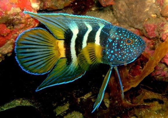 (Eastern Blue Devil Fish)