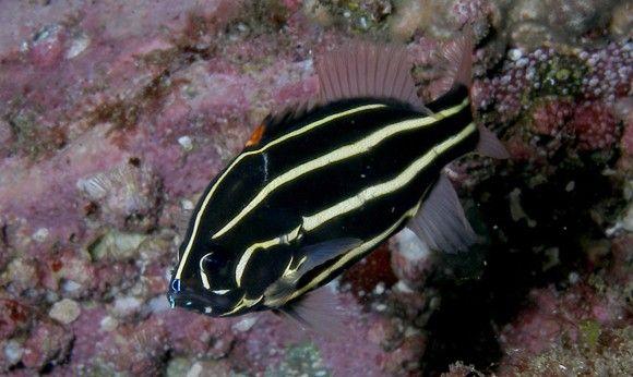 (Six-lined Soapfish)