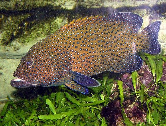 (Blue spotted Grouper)