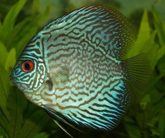 (Discus Fish)