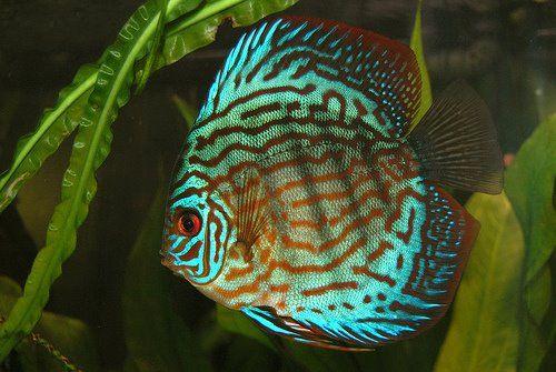 (Discus Fish)