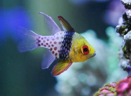 (Spotted Cardinal Fish)