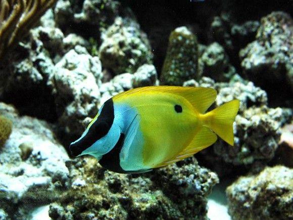 (Foxface Rabbit Fish)