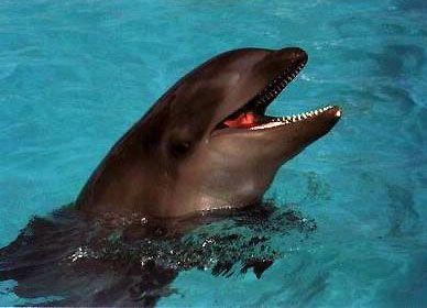 ولفن Walphin