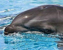 ولفن Walphin