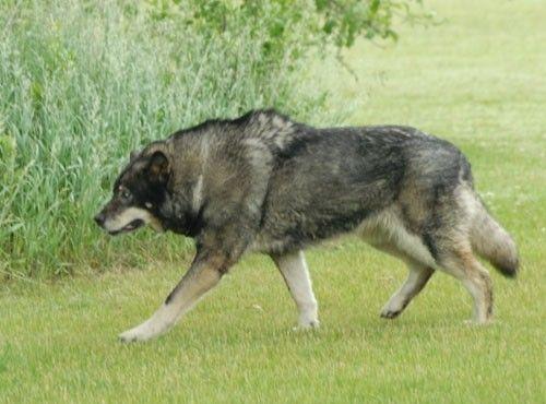 وولفدوج Wolfdog