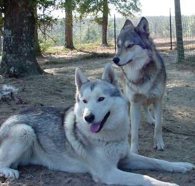 وولفدوج Wolfdog