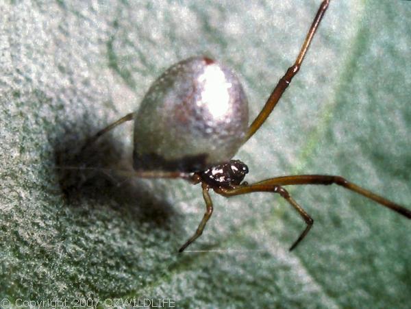 عنكبوت قطرة الندى Dew Drop Spider