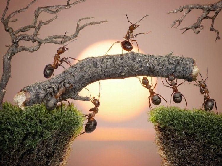 andrey-pavlov-ant-tales-bridge