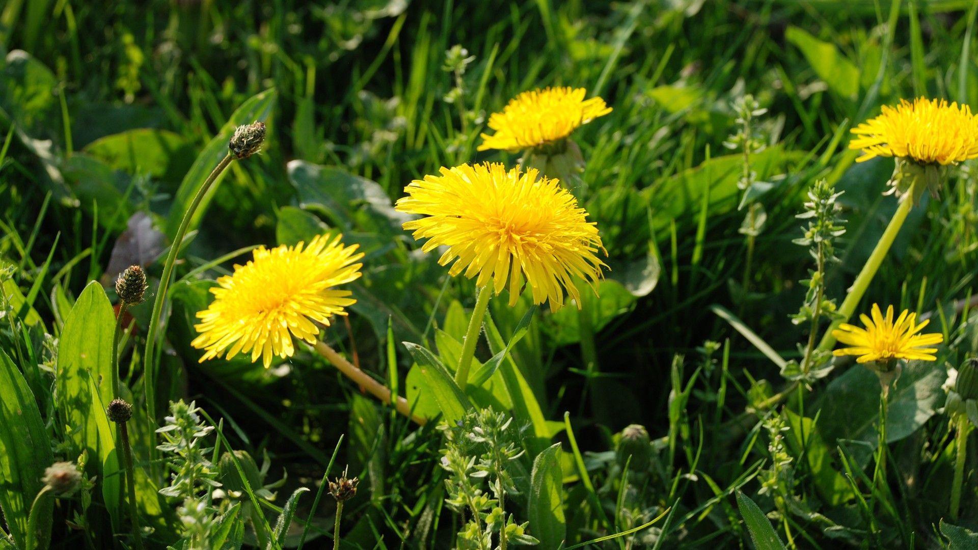 dandelion-flower-wallpaper-1920x1080-1522