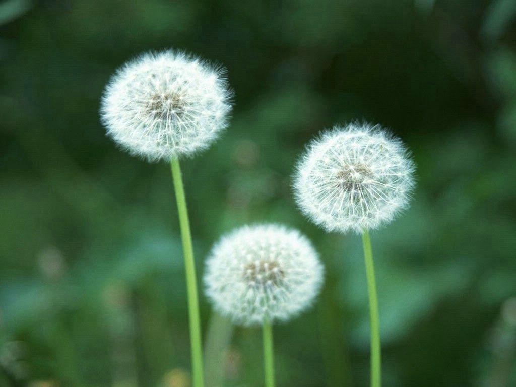 dandelion-tattoo-3