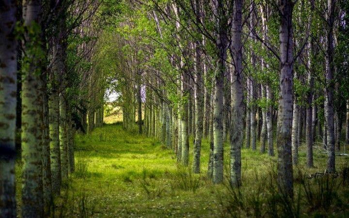 1280x720-forest-trees-summer-nature