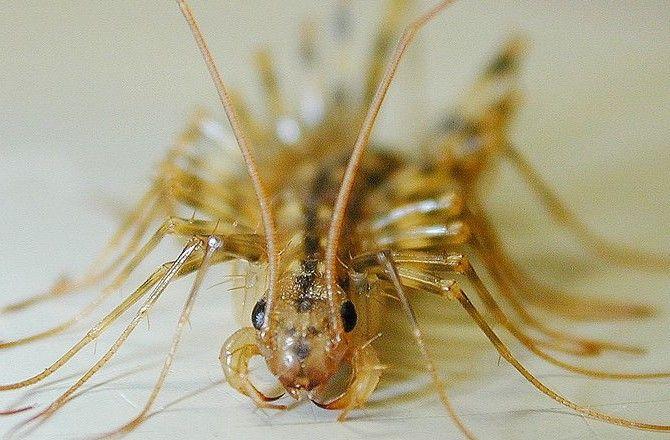 -fastest-house-centipede