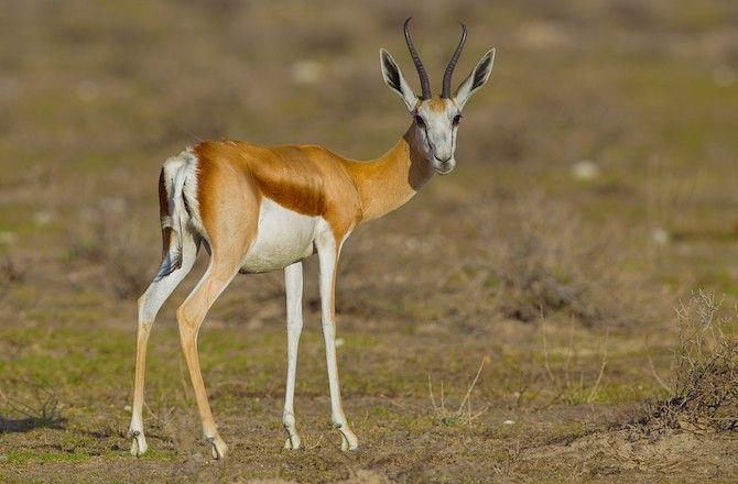 fastest-springbok