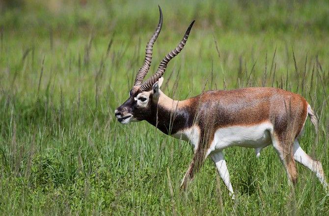 fastest-blackbuck-antelope